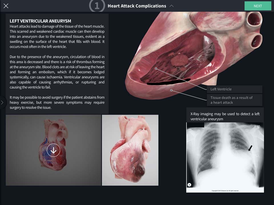 clinical-correlates-of-the-heart